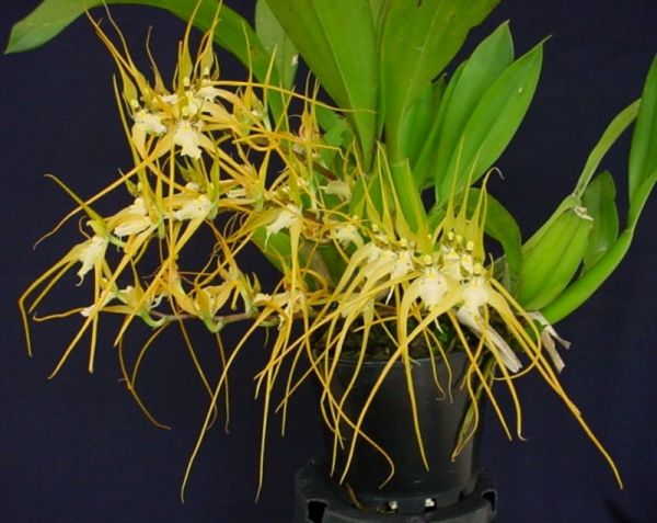 BRASSIA CHLOROLEUCA