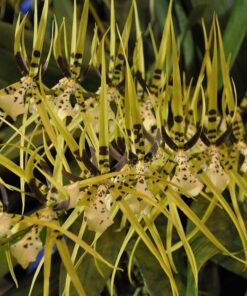 BRASSIA KELIANA X BRASSIA ETERNAL WIND MUDA