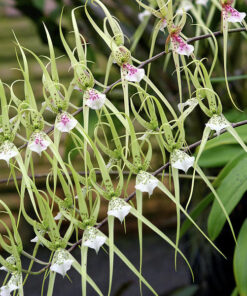 BRASSIA VERRUCOSA