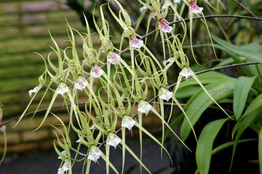 BRASSIA VERRUCOSA