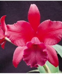 BLC. NOBILES BRUNO BRUNO ADULTA