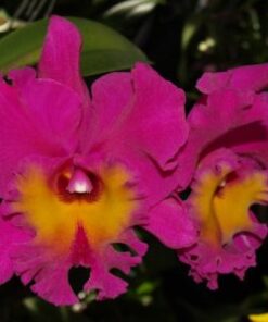 BLC. BRYCE CANYON ADULTA