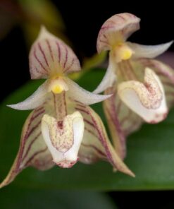 BULBOPHYLLUM AMBROSIA MUDA