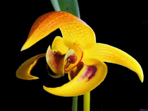BULBOPHYLLUM DEAREI