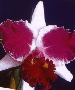 LC RED EMPRESS X LC SHELLIE COMPTON RED BUTTERFLY MUDA
