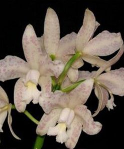 C. WALKERIANA FEITIÇO DE GOIÁS X SANO - PRÉ ADULTA