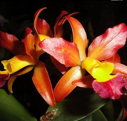 C. CHERRY SUN `TRI-SUNDAY´ - CORTE ADULTO