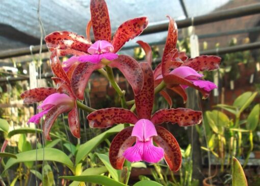 CATTLEYA LEOPOLDI MARISQUEIRA - CORTE ADULTO