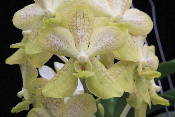 VANDA KULTANA GOLD WHITE SPOT