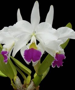 C WARNIERI X TRIANAE ADULTA