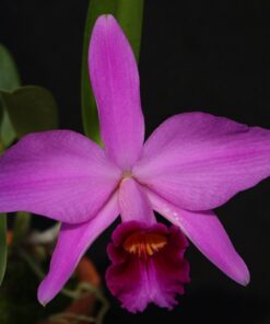 C. ADRIENNE MUDA 5 A 10 CM