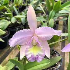 C. MESQUITA ALBESCENS X C. GASKELIANA ALBESCENS MUDA
