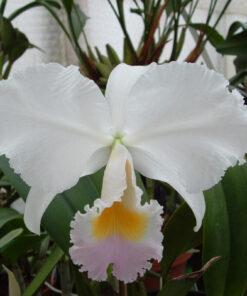 C. TRIANAE AMESIANA JORDAO X PADRE GONZALEZ