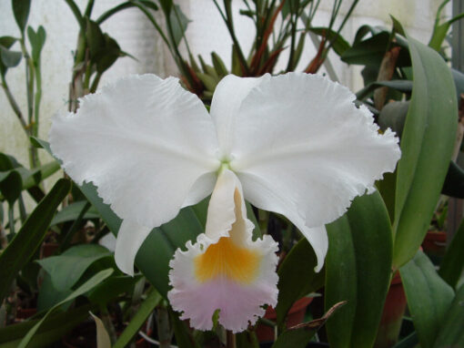 C. TRIANAE AMESIANA JORDAO X PADRE GONZALEZ