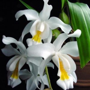 COELOGINE CRISTATA ADULTO