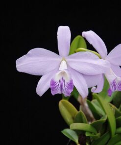 L. SINCORANA COERULEA X SELF