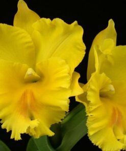 C. HAADAYAI X OCONEE MUDA