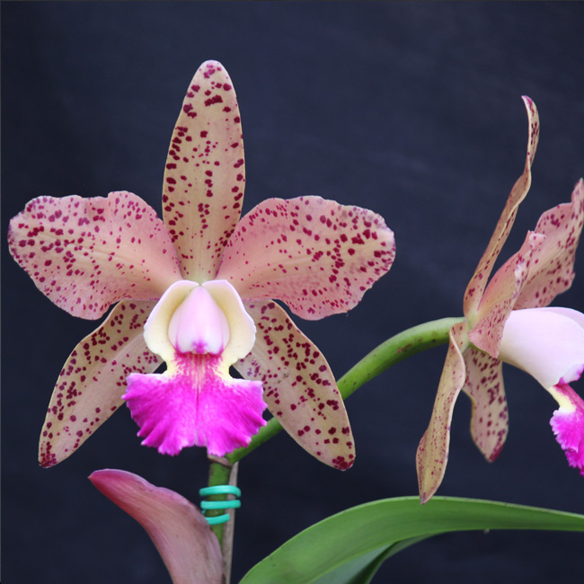C. BRABANTIAE X BLC. WAIANAE LEOPARD “CHING–HUA” CORTE ADULTO