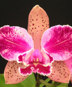 C. PEDRA DA GAVEA