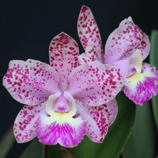 CATLEYA SCHILERIANA X CRUZEIRO DO SUL MUDA 5 A 10 CM