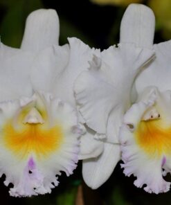 BLC. CALIFORNIA GIRL X SELF - CORTE ADULTO