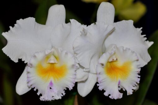 BLC. CALIFORNIA GIRL X SELF - CORTE ADULTO