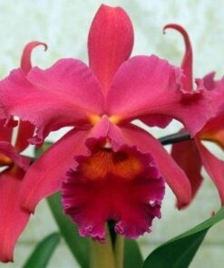 BLC. PUMPKIN FESTIVAL ADULTA