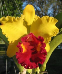 BLC. CANARY GOLD ADULTA