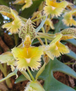 CATASETUM CERNUUM X FIMBRIATUM ADULTO