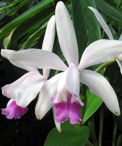 CATLEYA INTERMEDIA MUDA