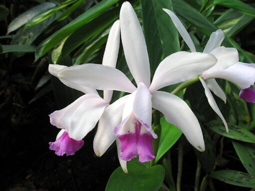 CATLEYA INTERMEDIA ADULTA