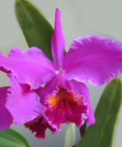 C. MOSSIAE X SELF MUDA 5 A 10 CM