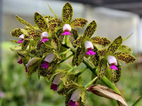 C.GUTTATA CHOCOLATE MUITAS PINTAS MUDA