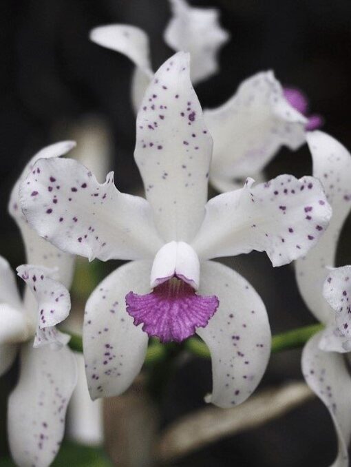 C. AMESTHYSTOGLOSSA COERULEA X C. AMETHYSTOGLOSSA AUREA MUDA