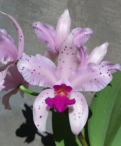 C. AMETHYSTOGLOSSA SEMI ALBA X FLAMEA