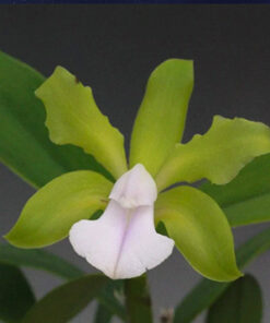 C. AMETHYSTOGLOSSA ALBA X SIBLING