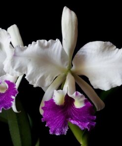 SLC. CARMEN WENZEL ADULTA