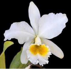 L. PURPURATA “ALBA” X C. GASKELIANA “ALBA” CORTE ADULTO