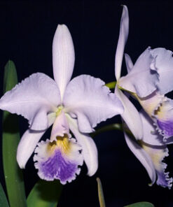 C. GASKELIANA COERULEA AIDA X SELF