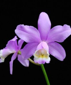 CATLEYA HARRISONIANA ADULTA