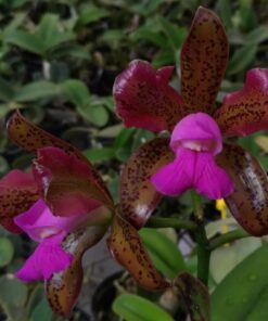 C. LEOPOLDI FLAMEA 4N X BLC DURIGAN PINTADA 4N
