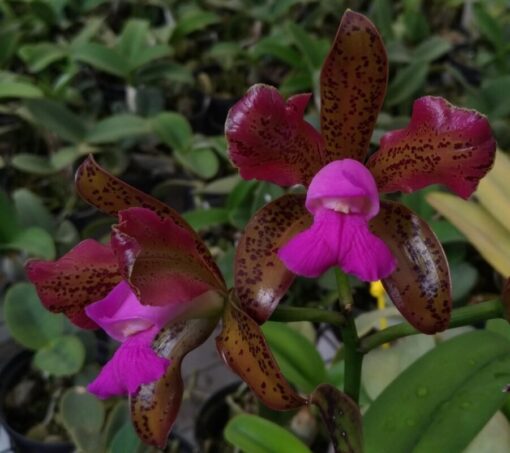C. LEOPOLDI FLAMEA 4N X BLC DURIGAN PINTADA 4N