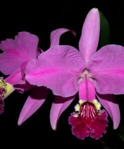 INTERMEDIA AQUINII X LUDDEMANIANA  PRÉ ADULTA