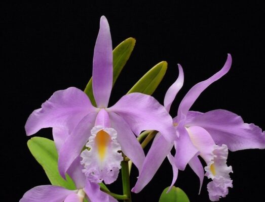 CATTLEYA MAXIMA CONCOLOR PRÉ ADULTA