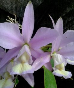 CATLEYA NOBILIOR CERULENSIS MUDA 5 A 10 CM