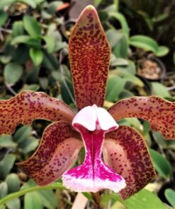CATLEYA SCHOEFELDIANA ADULTO