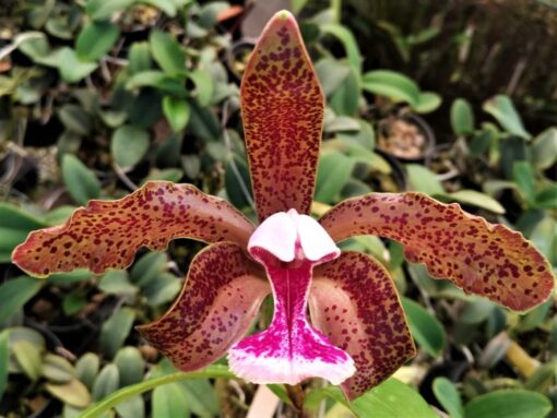 CATLEYA SCHOEFELDIANA ADULTO