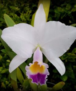 C. TRIANAE COERULEA 'CRISTINA JORDÃO' X COERULEA PINCELADA MARIA CRIS