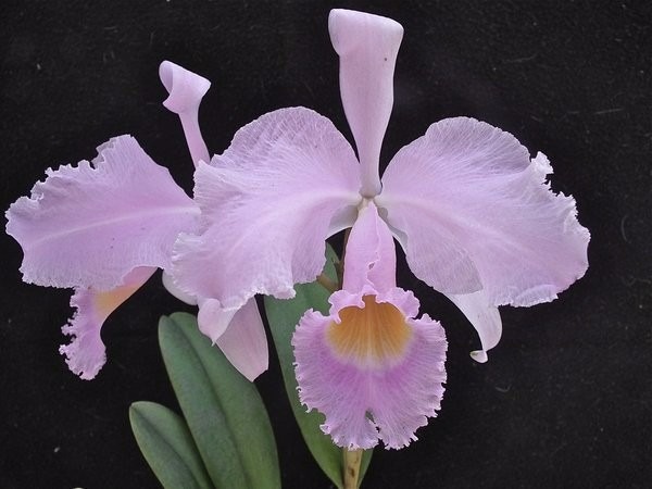 CATTLEYA TRINAE CONCOLOR 3X - MUDA DE 5 A 10CM