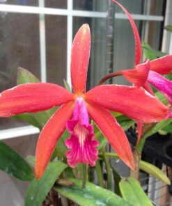 L. ZIP X LC. TROPICAL SUNSET ADULTA